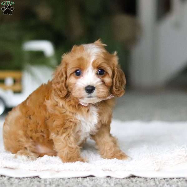 Stella, Cavapoo Puppy